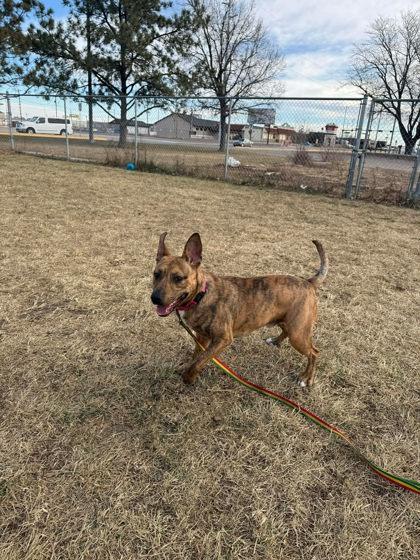 Enlarge Apollo, a Adoptable mixed breed in Scottsbluff, NE image 2/3
