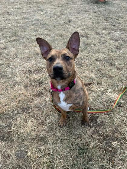 Enlarge Apollo, a Adoptable mixed breed in Scottsbluff, NE image 3/3
