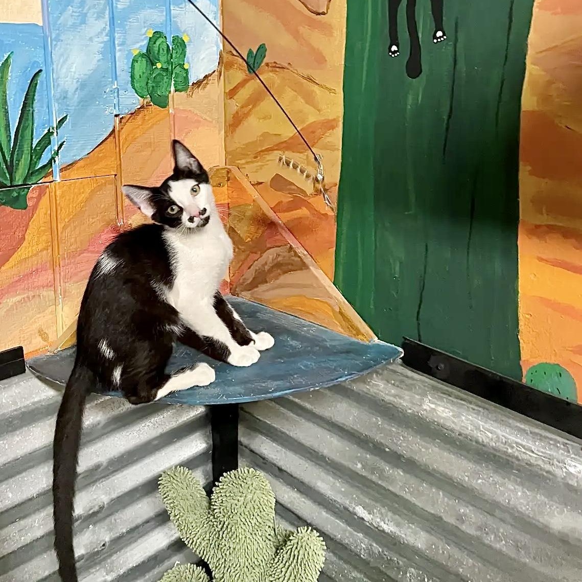 Pistachio the Mustachio