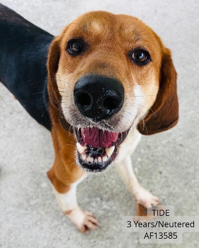 Enlarge Tide, a Adoptable mixed breed in Supply, NC image 1/1
