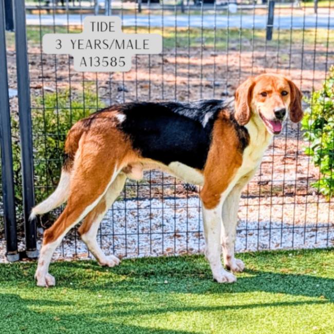 Enlarge Tide, a Adoptable mixed breed in Supply, NC image 1/1