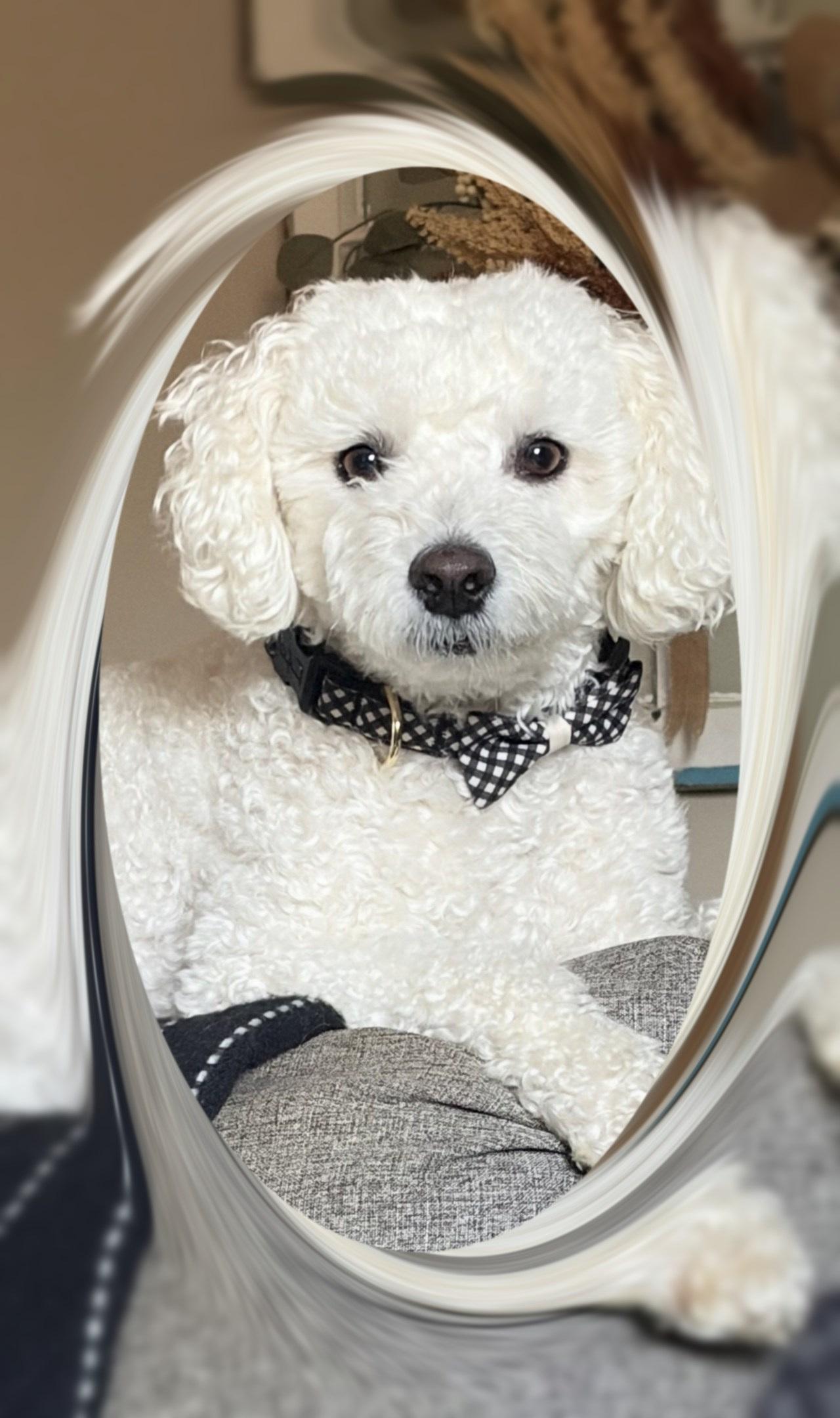 Buddy - VA, ADOPTABLE, Adult Male Bichon Frise.