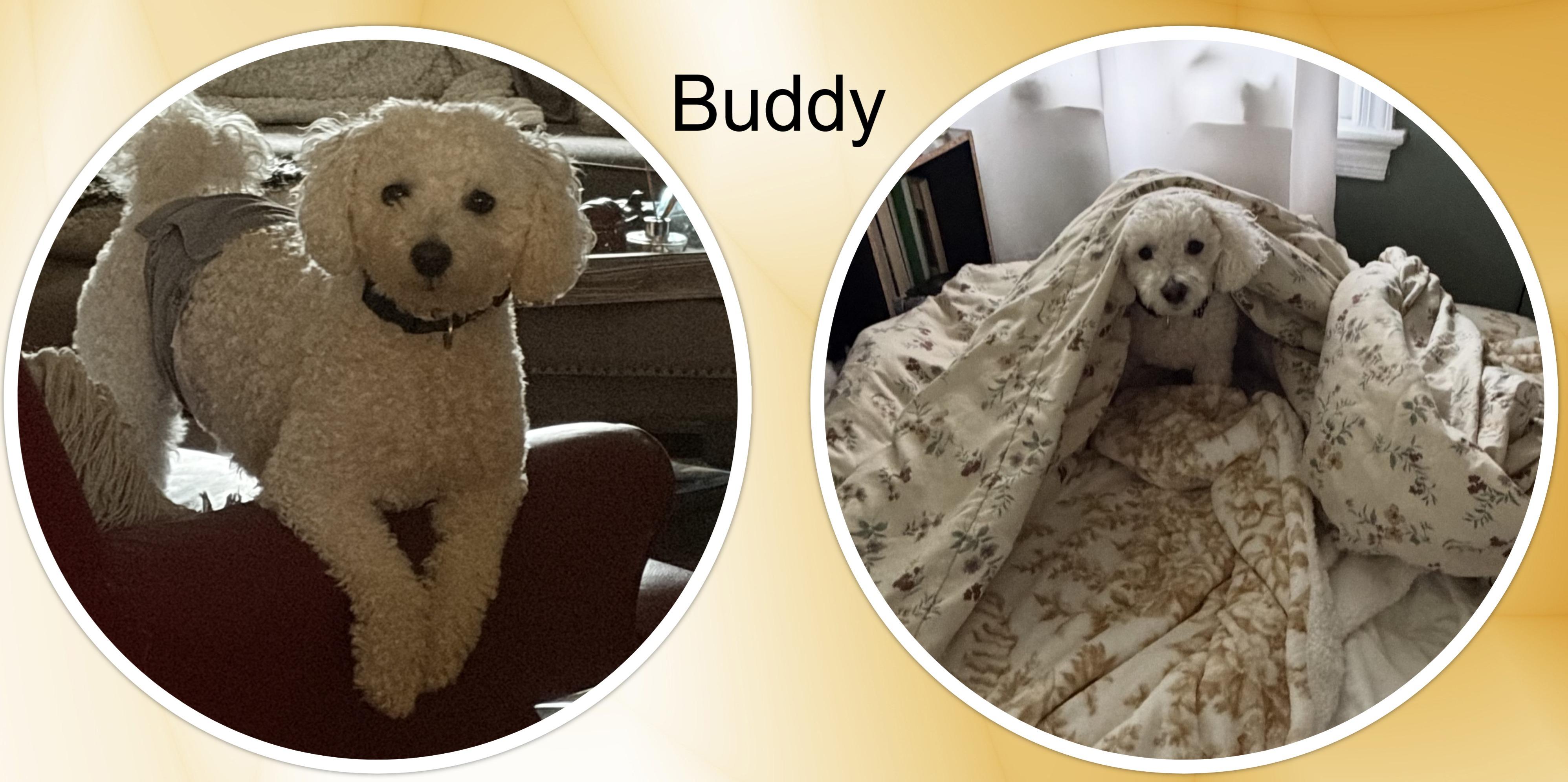 Enlarge Buddy - VA, a ADOPTABLE Bichon Frise in Alexandria, VA image 2/2