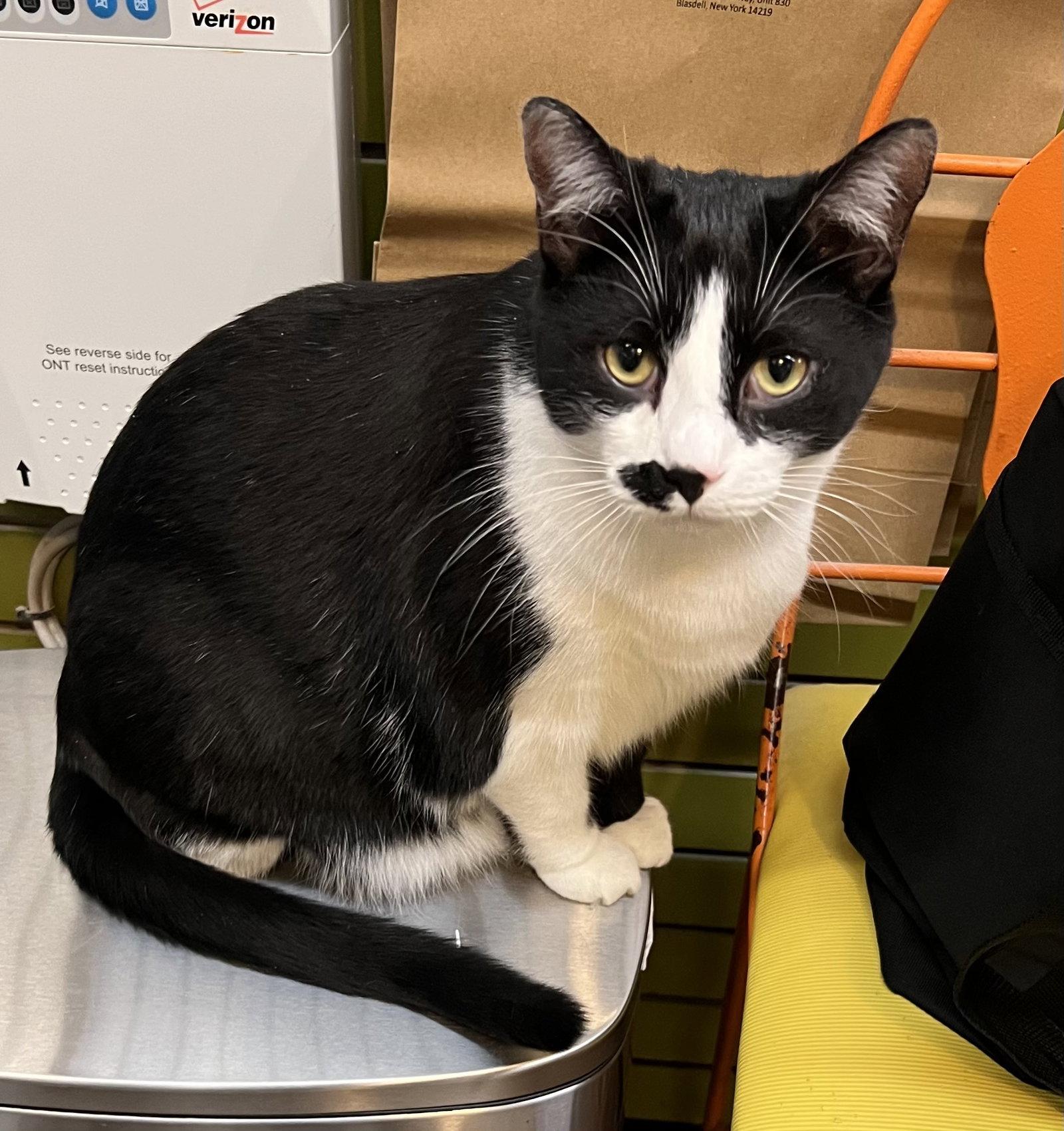 Max, Adopted, Young Male Domestic Short Hair.