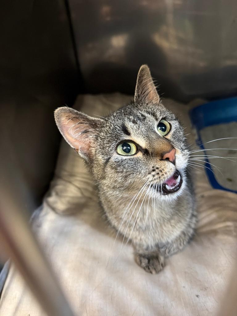 Kalypso, Adoptable, Young Female Domestic Short Hair.