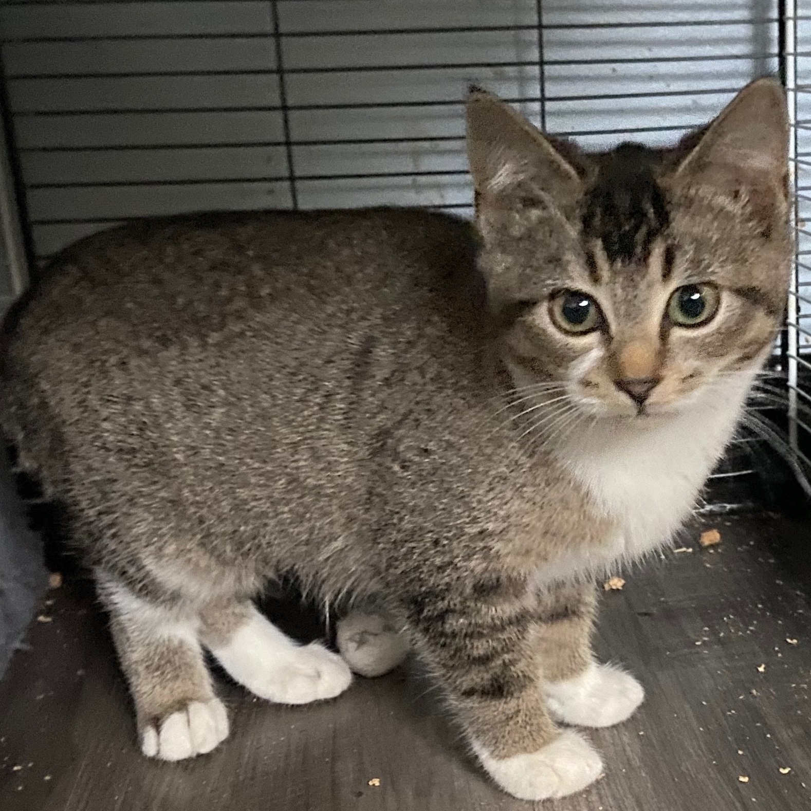 Enlarge Hazel, a Adopted mixed breed in Andover, MN image 1/2