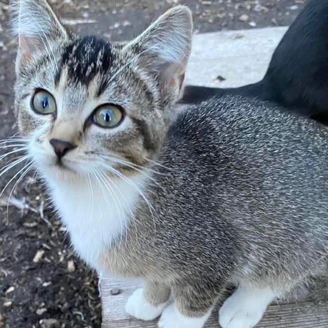 Enlarge Hazel, a Adopted mixed breed in Andover, MN image 2/2