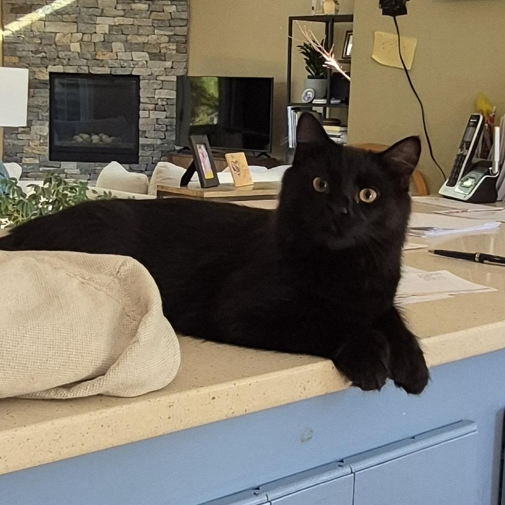 Franklin, Adoptable, Young Male Domestic Medium Hair.
