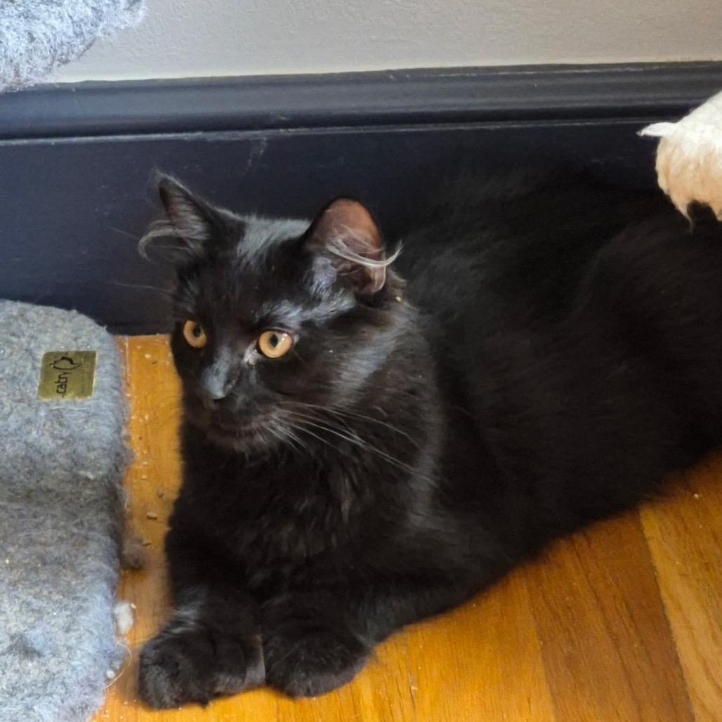 Enlarge Franklin, a Adoptable Domestic Medium Hair in Wakefield, MA image 2/4