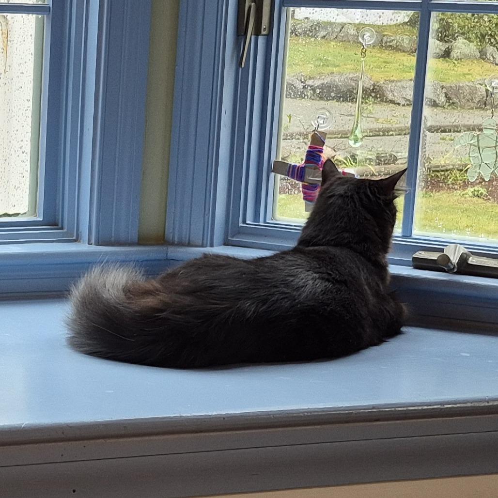 Enlarge Franklin, a Adoptable Domestic Medium Hair in Wakefield, MA image 3/4