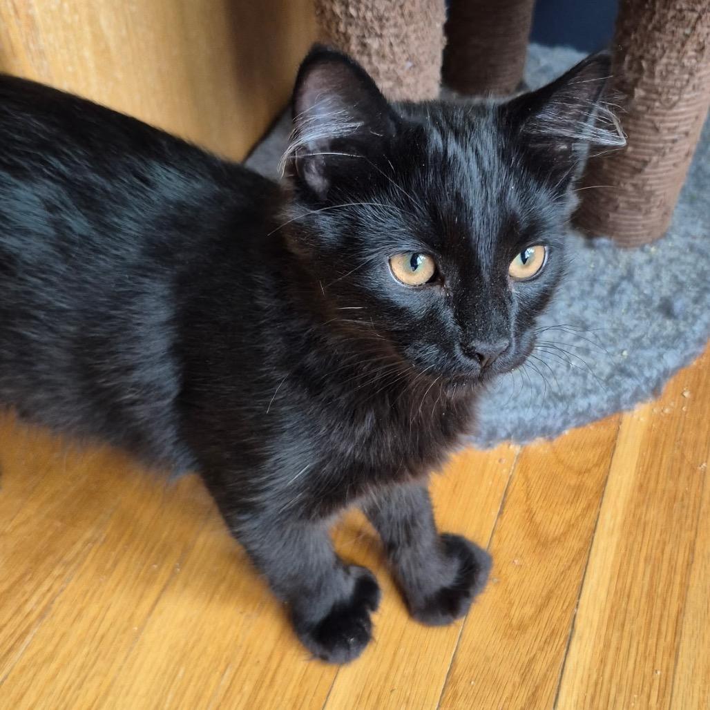 Enlarge Franklin, a Adoptable Domestic Medium Hair in Wakefield, MA image 4/4