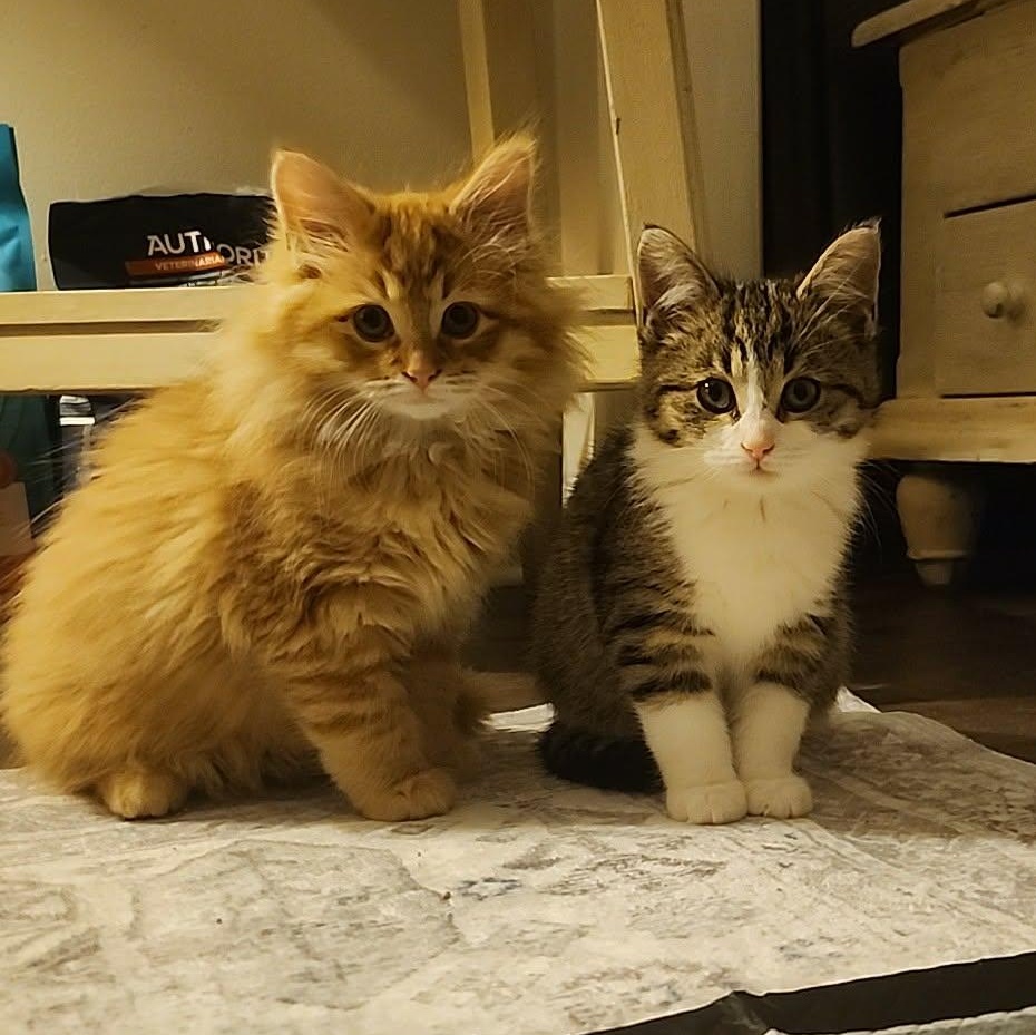 Enlarge FINNIGAN, a Adoptable mixed breed in Niagara on the Lake, ON image 3/3