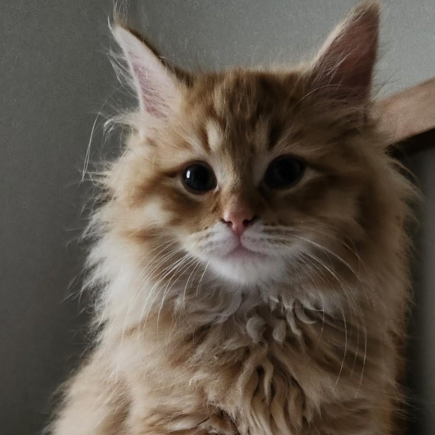 Enlarge FINNIGAN, a Adoptable mixed breed in Niagara on the Lake, ON image 1/3