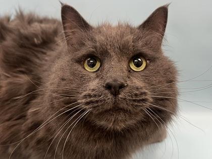 Chumi, a Adoptable mixed breed in Woodbury, MN image 1/3