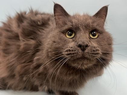 Chumi, a Adoptable mixed breed in Woodbury, MN image 2/3