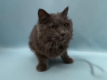 Chumi, a Adoptable mixed breed in Woodbury, MN image 3/3