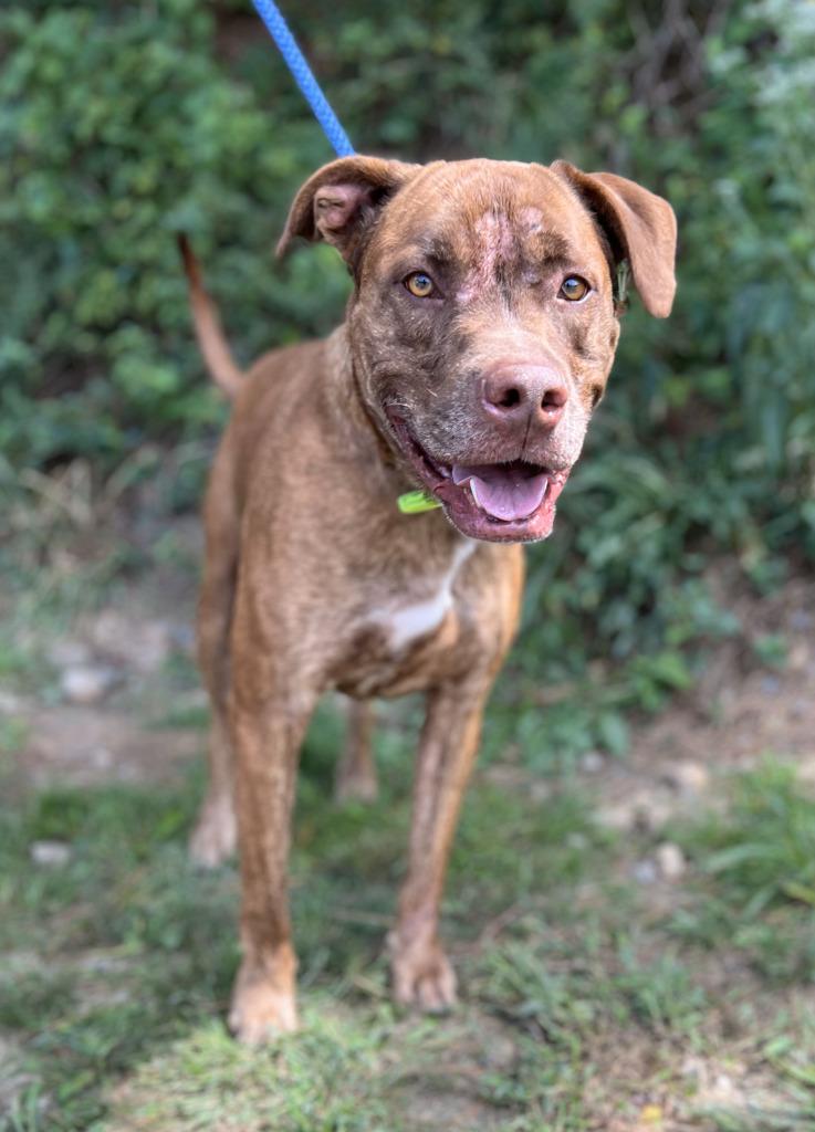 Enlarge Hooch, a Adoptable mixed breed in Ellijay, GA image 1/3