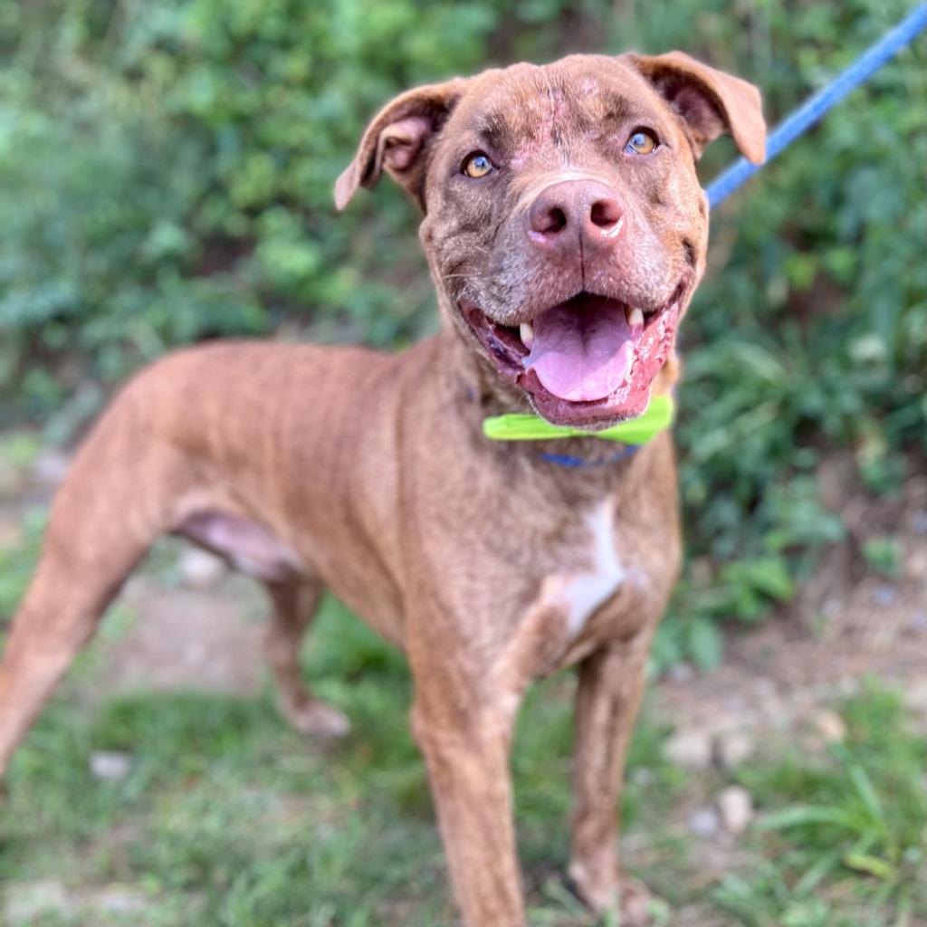 Enlarge Hooch, a Adoptable mixed breed in Ellijay, GA image 2/3