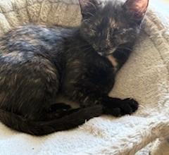 Katniss – Brave, Sweet, and Full of Love!