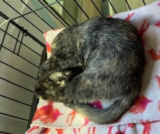 Katniss – Brave, Sweet, and Full of Love!