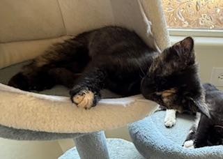 Katniss – Brave, Sweet, and Full of Love!