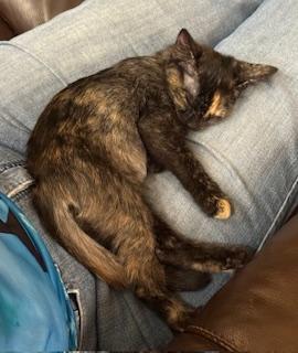 Katniss – Brave, Sweet, and Full of Love!