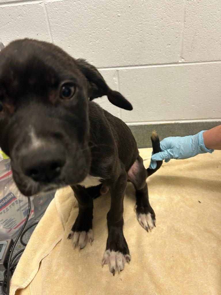 PR 52 Life is a Highway, Adoptable, Puppy Male Labrador Retriever & Terrier.