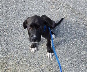 Enlarge PR 52 Life is a Highway, a Adoptable mixed breed in Glen Allen, VA image 2/3