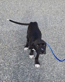 Enlarge PR 52 Life is a Highway, a Adoptable mixed breed in Glen Allen, VA image 3/3