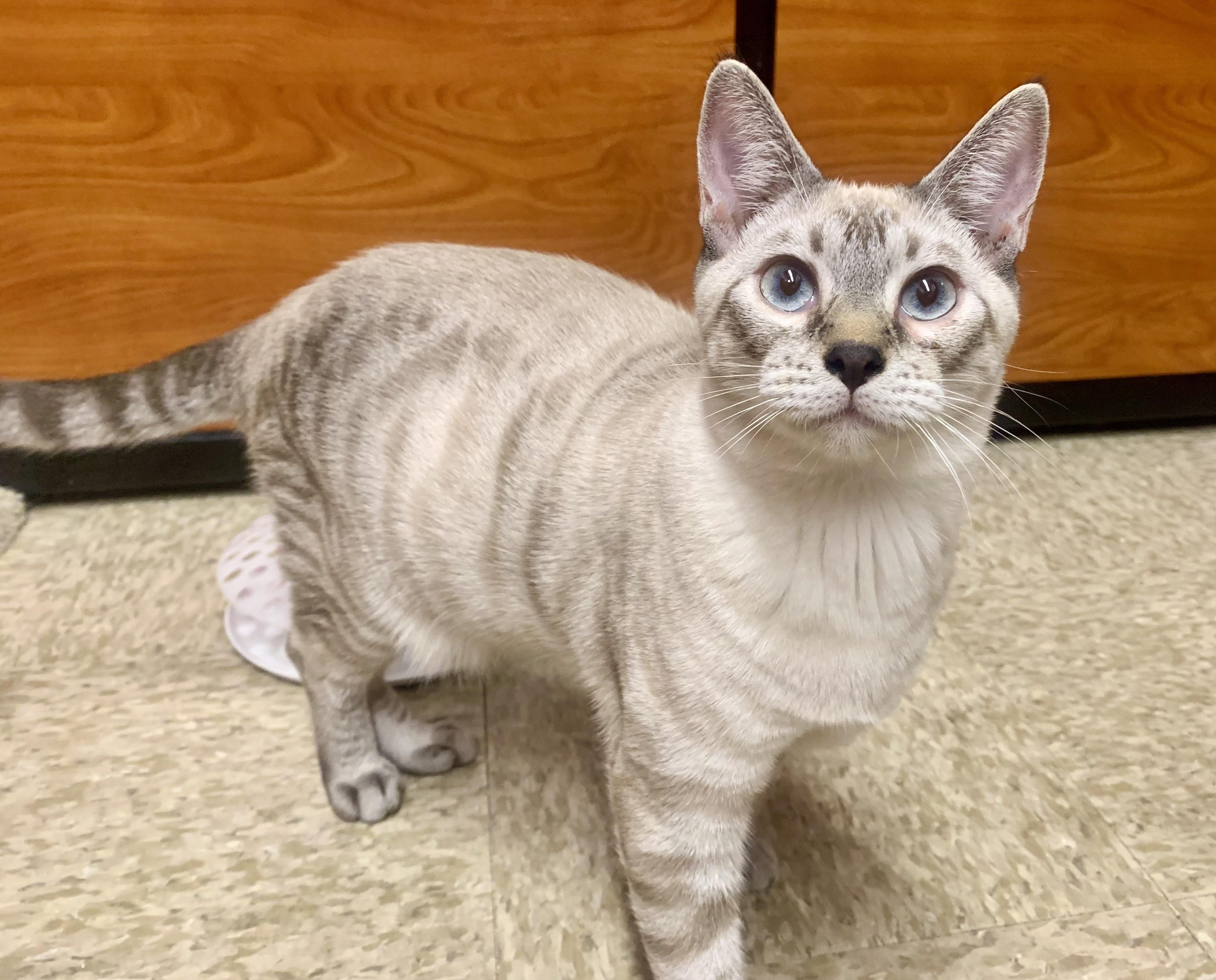 Remi, Adopted, Young Male Domestic Short Hair.