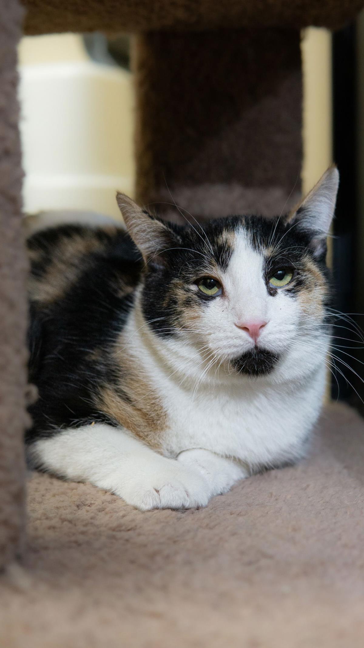 Coral Shard, Adoptable, Young Female Domestic Short Hair & Calico.