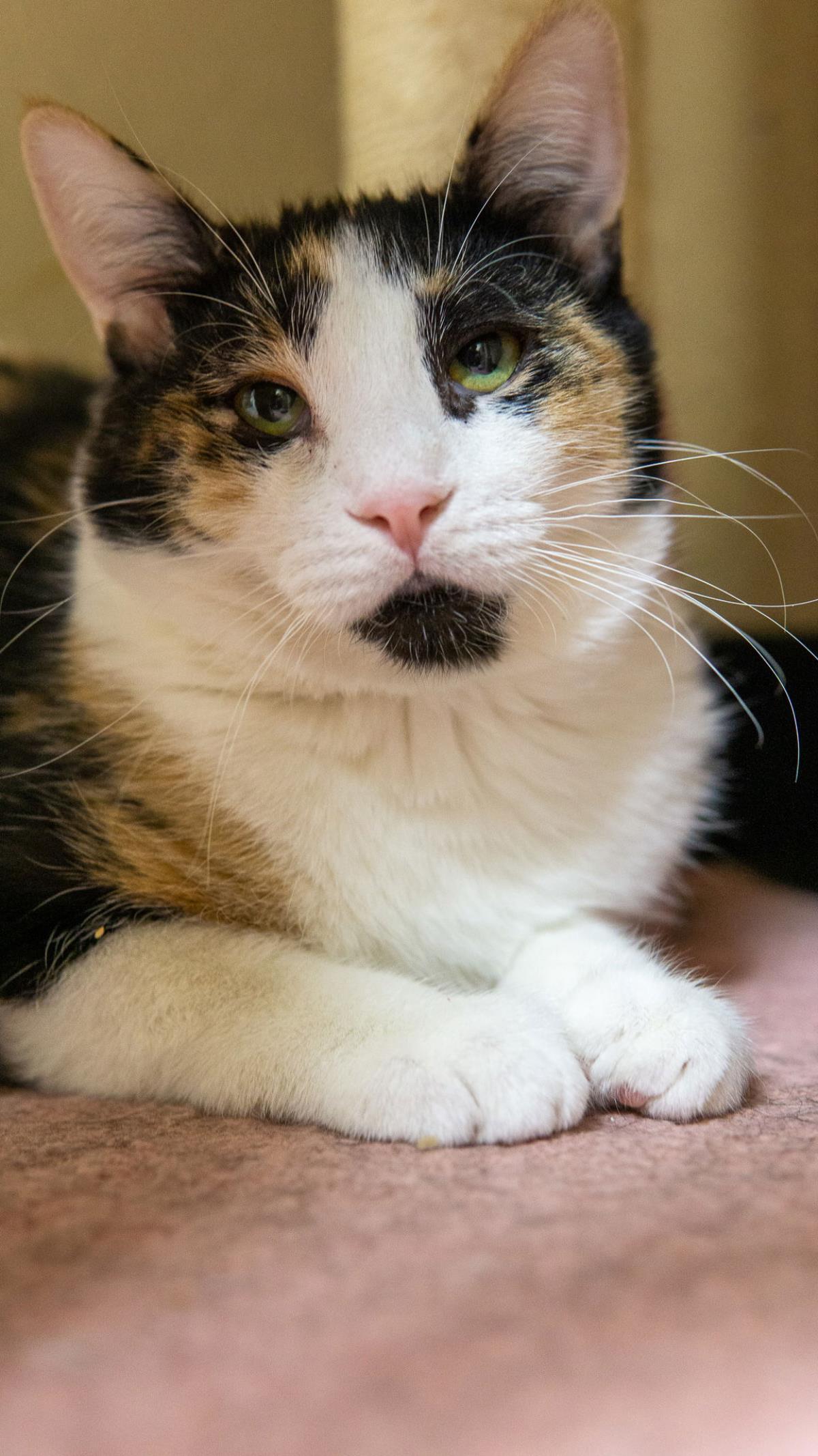 Coral Shard, a Adoptable mixed breed in Chandler, AZ image 3/3