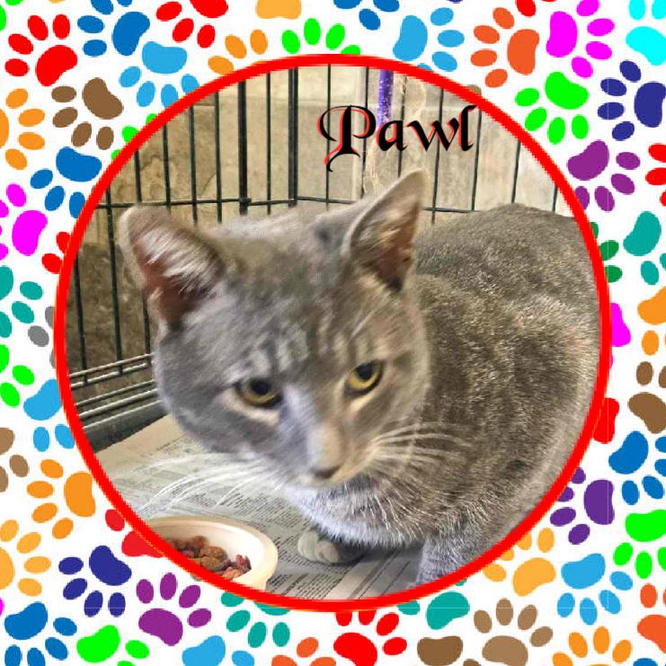 Pawl, a Adoptable Domestic Short Hair in Monticello, IN image 1/3