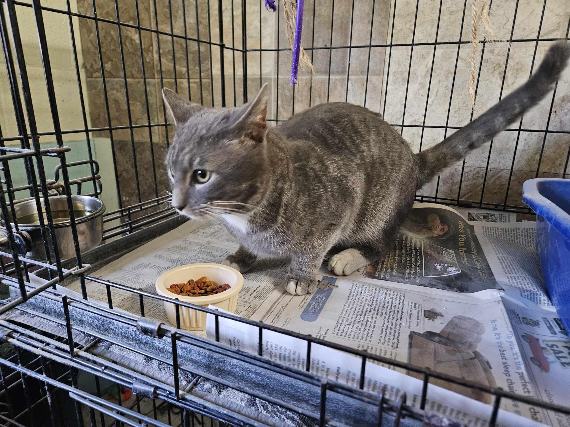 Pawl, a Adoptable Domestic Short Hair in Monticello, IN image 2/3