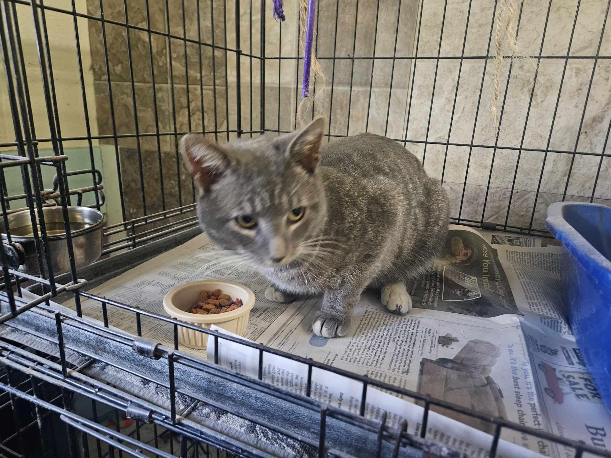 Pawl, a Adoptable Domestic Short Hair in Monticello, IN image 3/3