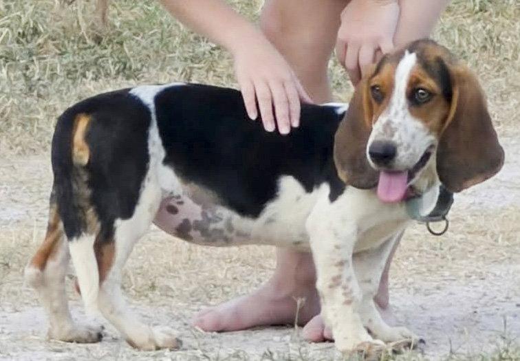 NALA, Adopted, Puppy Female Basset Hound.