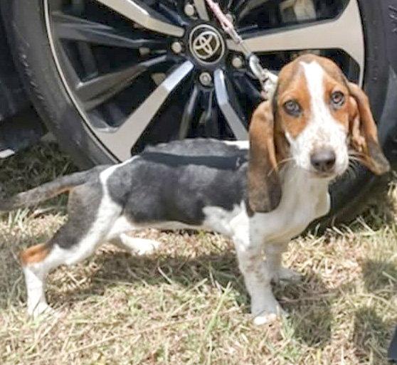 Enlarge NALA, a Adopted Basset Hound in Mays Landing, NJ image 2/3