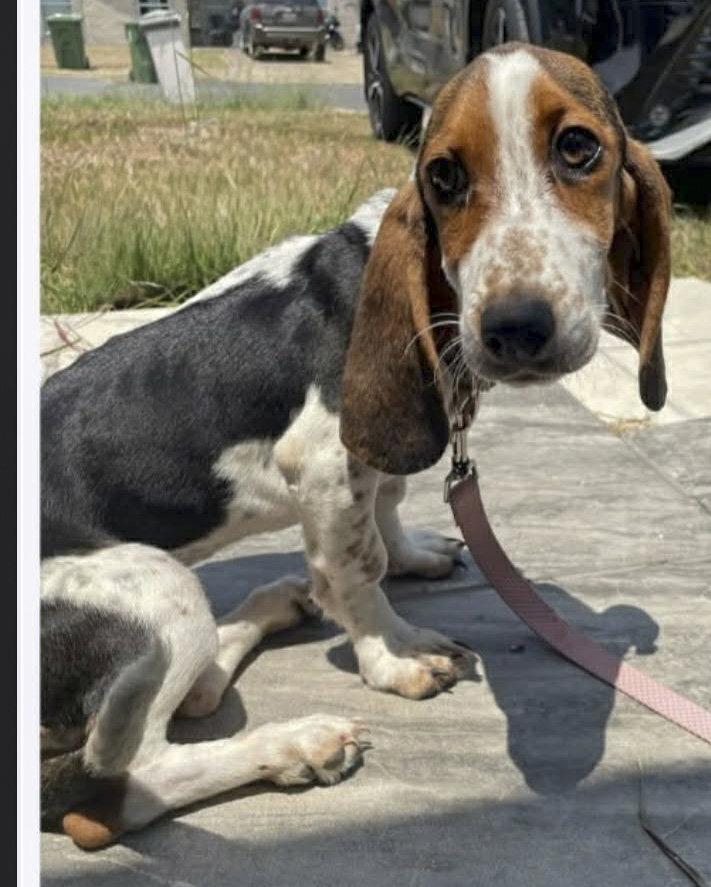 Enlarge NALA, a Adopted Basset Hound in Mays Landing, NJ image 3/3