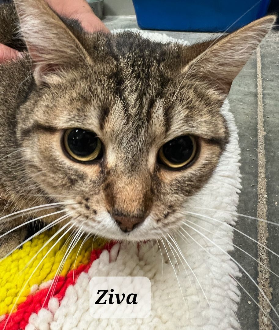 Ziva photo 3