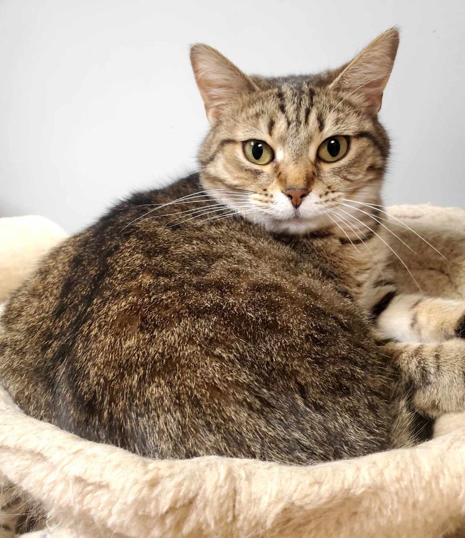 Ziva, Adult Female unknown
