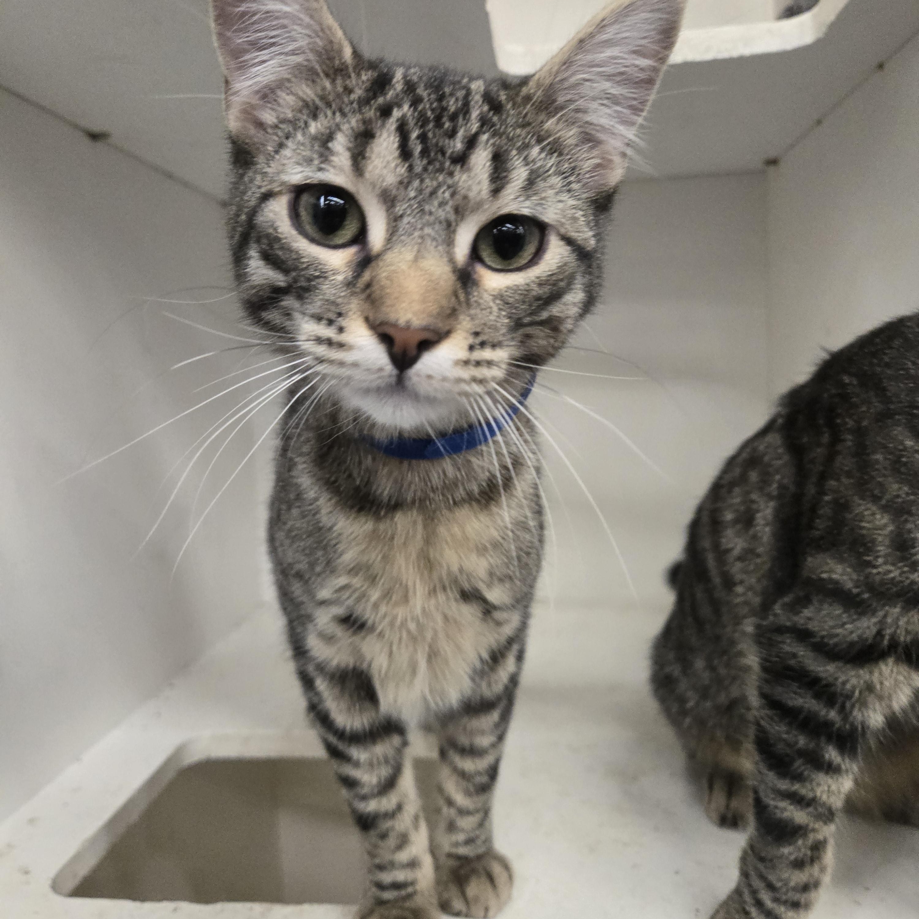 Huckleberry, adoptable, Kitten Male Domestic Short Hair.