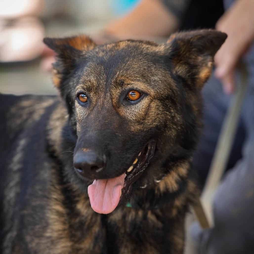 Artemis, a Adoptable German Shepherd Dog in Tulsa, OK image 1/6