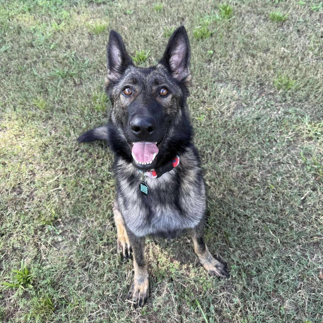 Artemis, Adoptable, Adult Female German Shepherd Dog.