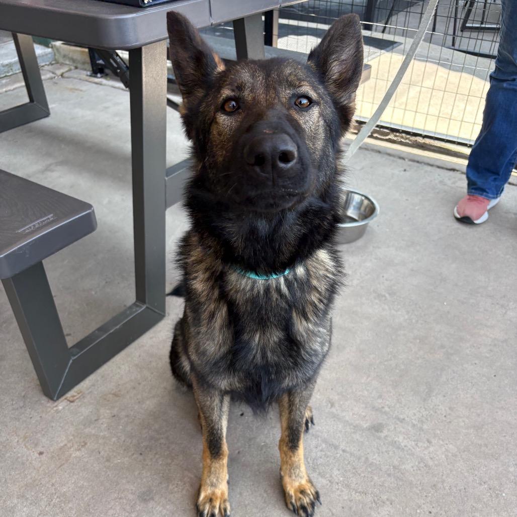 Artemis, a Adoptable German Shepherd Dog in Tulsa, OK image 2/6