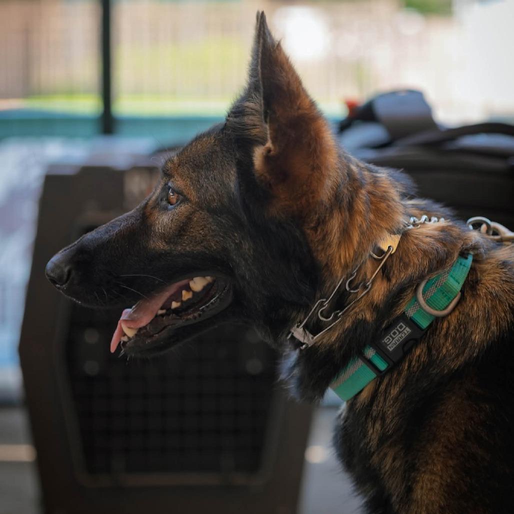 Artemis, a Adoptable German Shepherd Dog in Tulsa, OK image 4/6