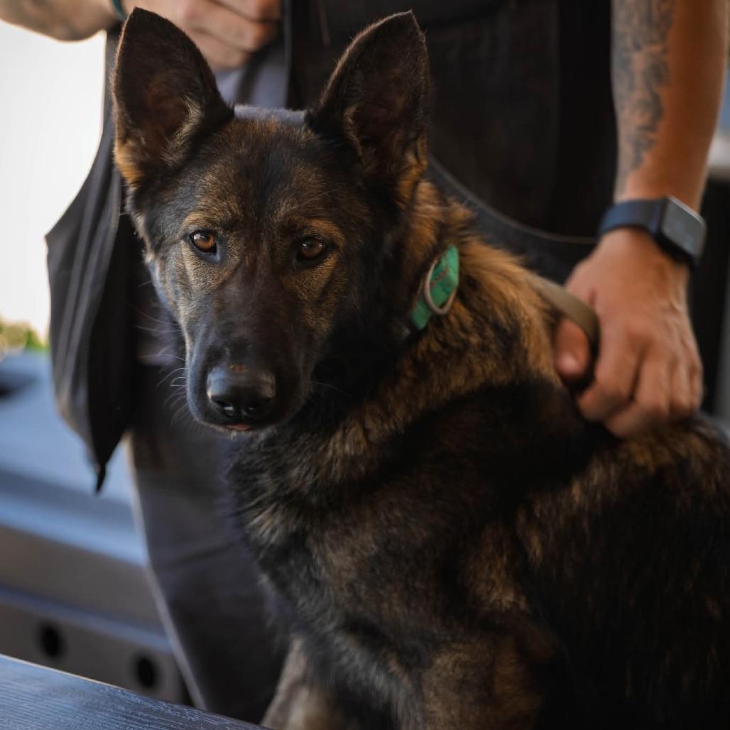 Artemis, a Adoptable German Shepherd Dog in Tulsa, OK image 5/6
