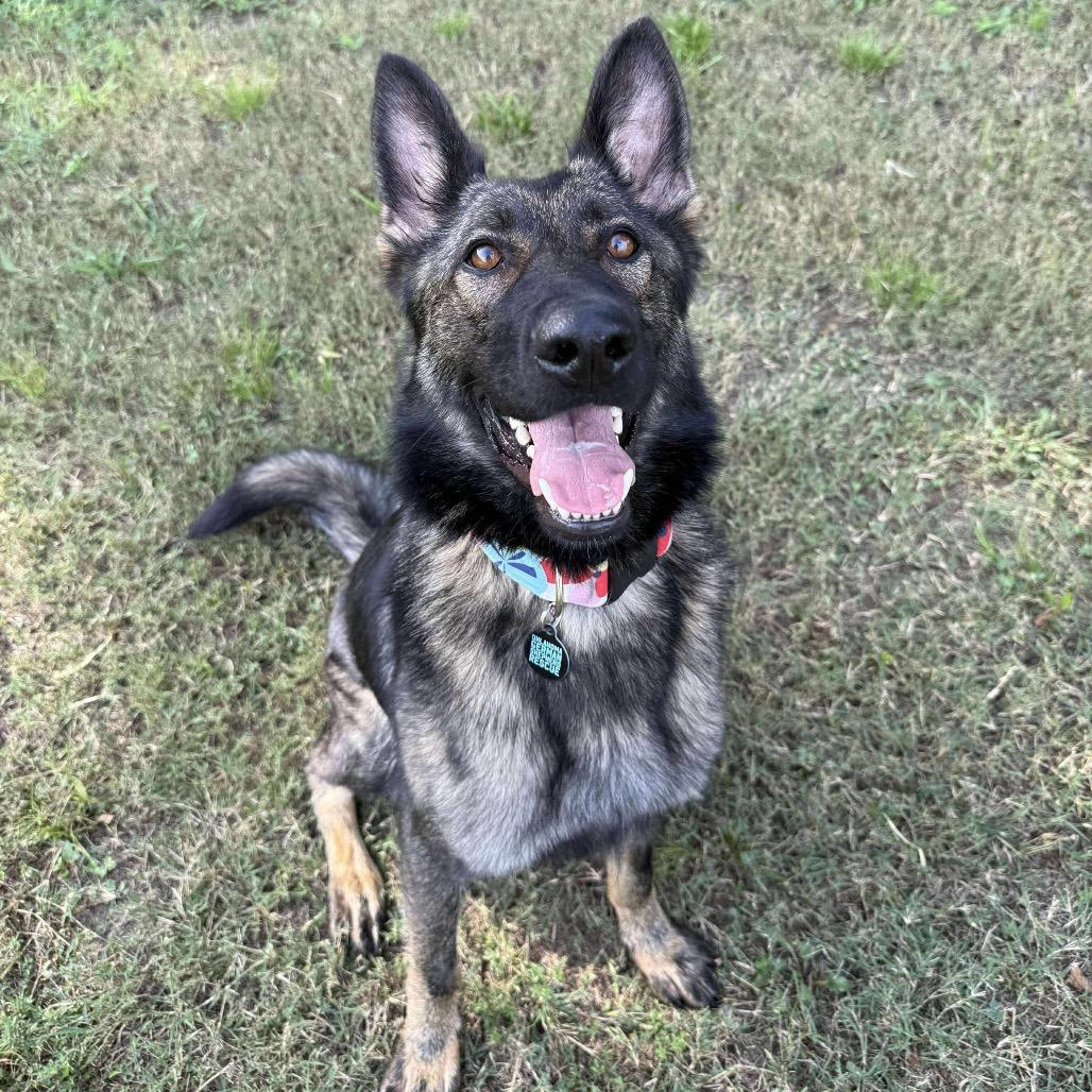 Artemis, a Adoptable German Shepherd Dog in Tulsa, OK image 6/6