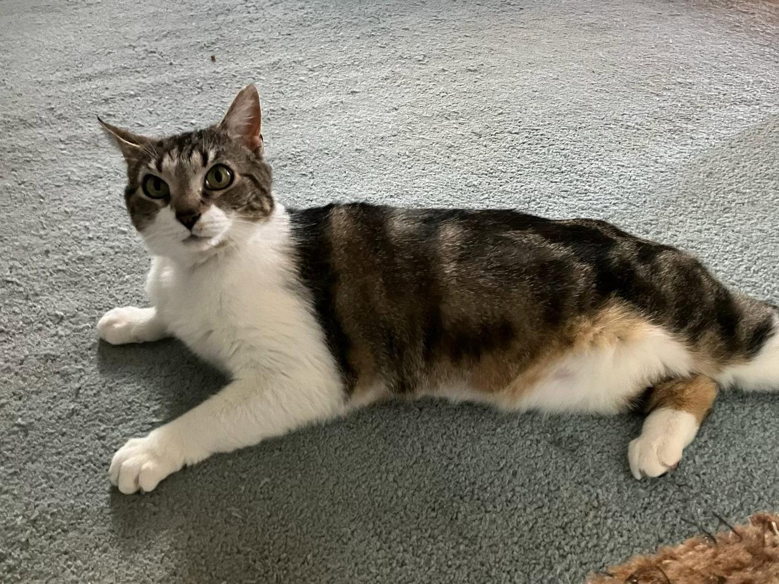 Rainy Rose, Adoptable, Young Female Domestic Short Hair.