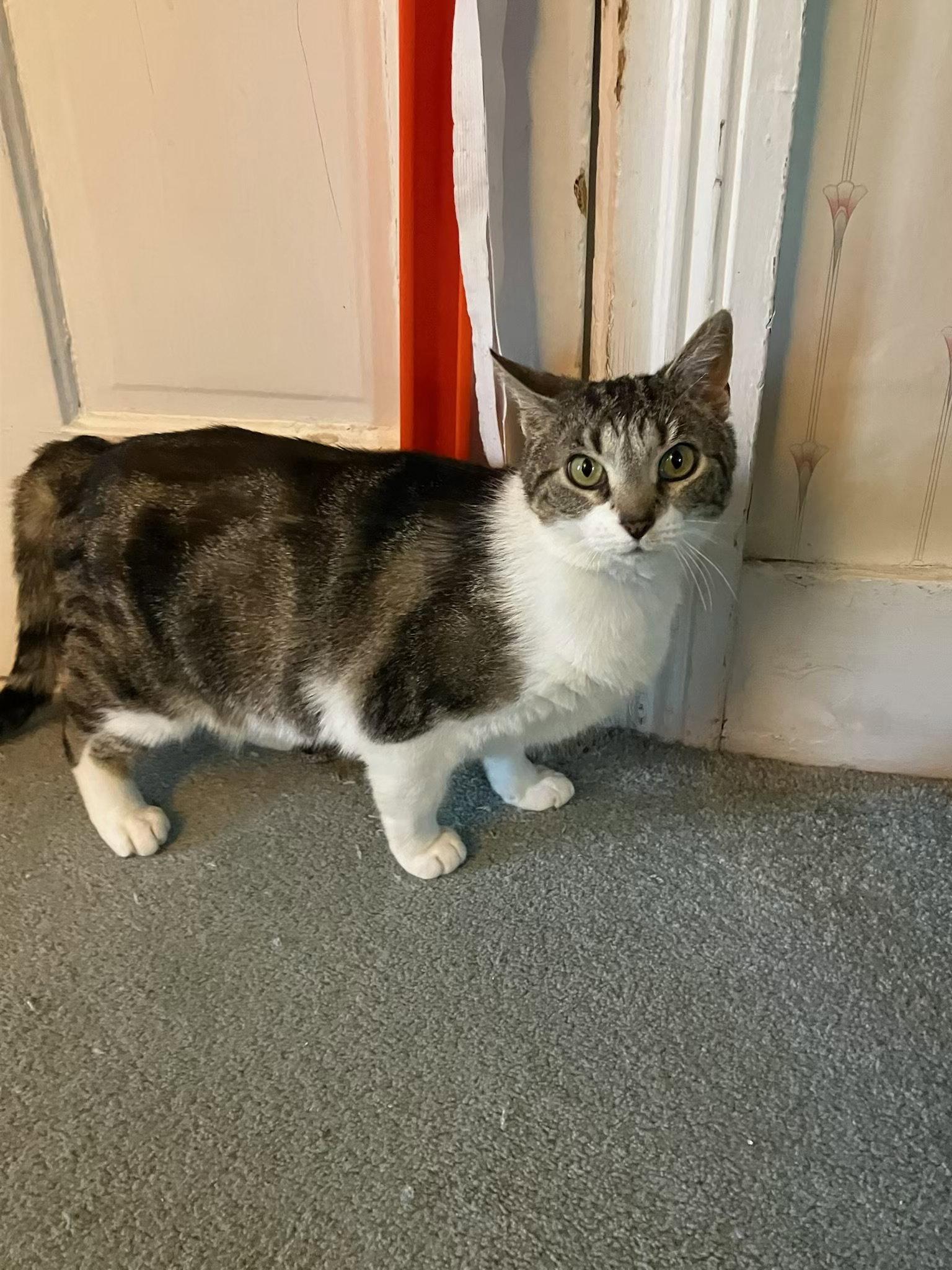 Enlarge Rainy Rose, a Adoptable Domestic Short Hair in Stewartsville, NJ image 2/3