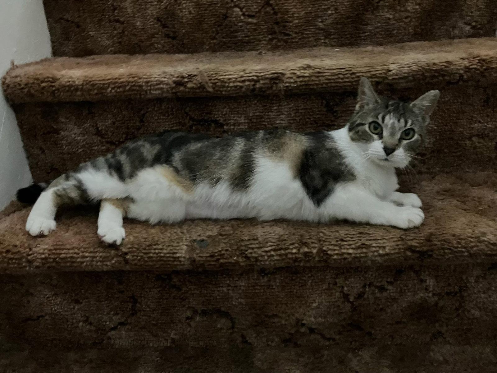Enlarge Rainy Rose, a Adoptable Domestic Short Hair in Stewartsville, NJ image 3/3